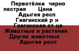 Первотёлка, черно-пестрая  . › Цена ­ 65 000 - Адыгея респ., Гиагинский р-н, Гиагинская ст-ца Животные и растения » Другие животные   . Адыгея респ.